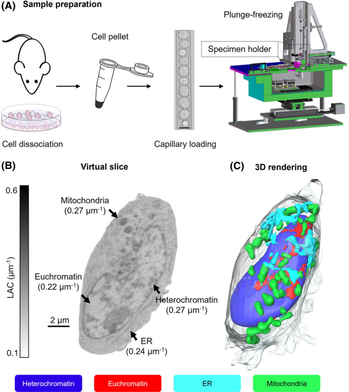 FIGURE 2