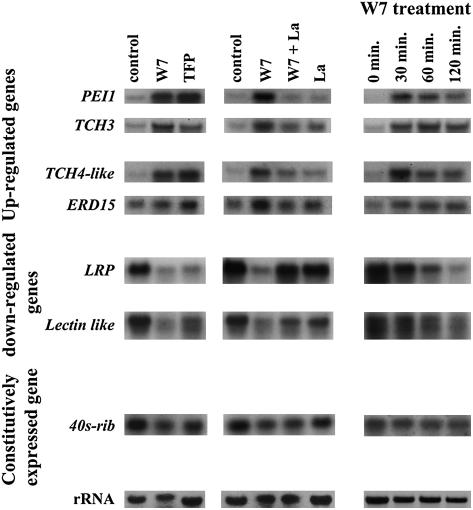 Figure 5.