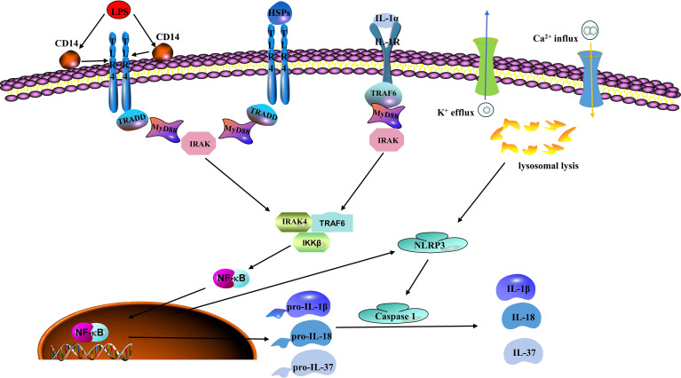 Figure 1