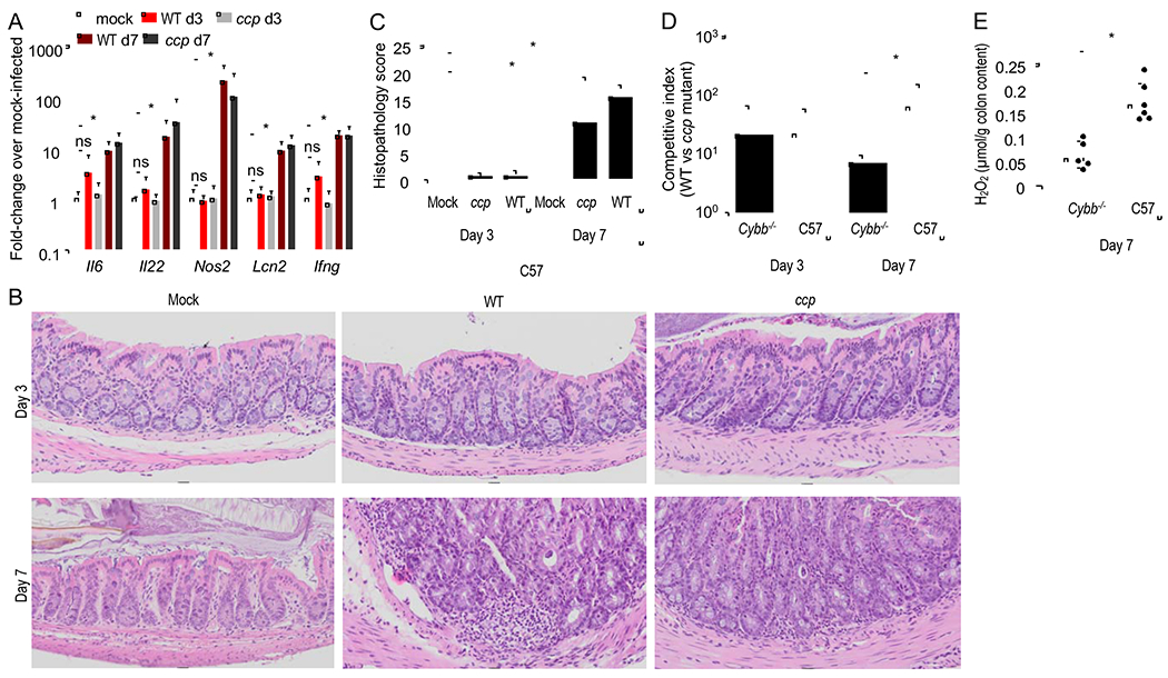 Figure 2: