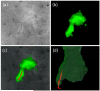 Fig. 7