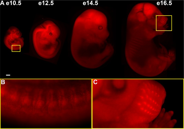 Fig 2