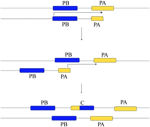 Figure 3.—