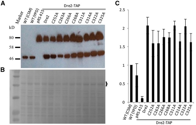 Fig. 10