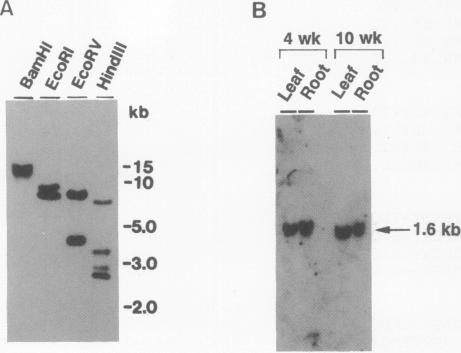 graphic file with name pnas01091-0242-a.jpg