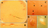 FIG. 3.