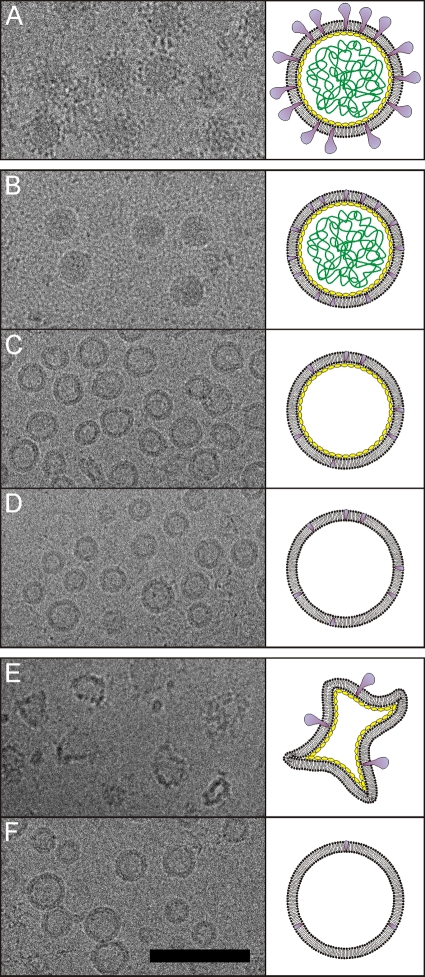 Fig 5