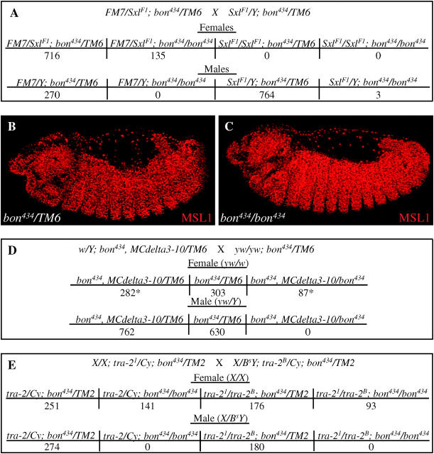 Figure 2.—