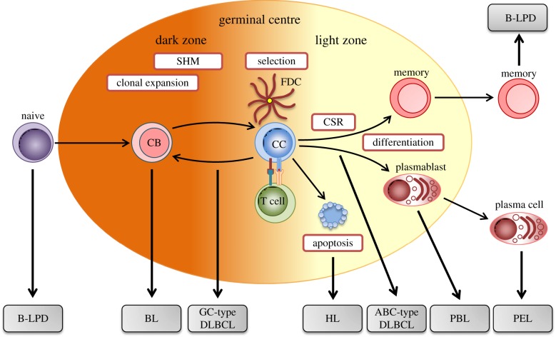 Figure 1.