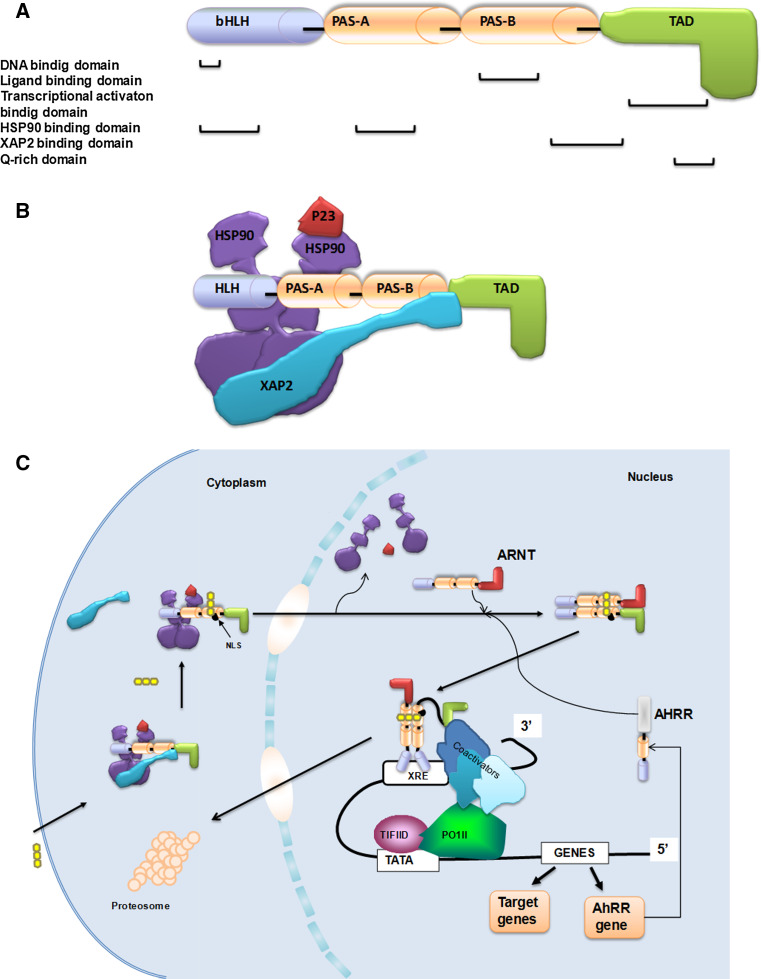 Fig. 1