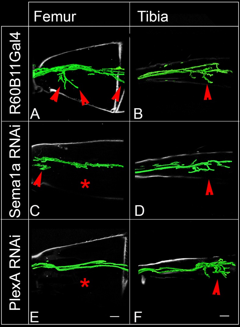 Figure 4—figure supplement 2.