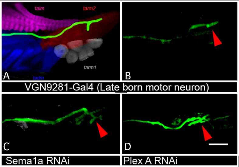 Figure 4—figure supplement 3.