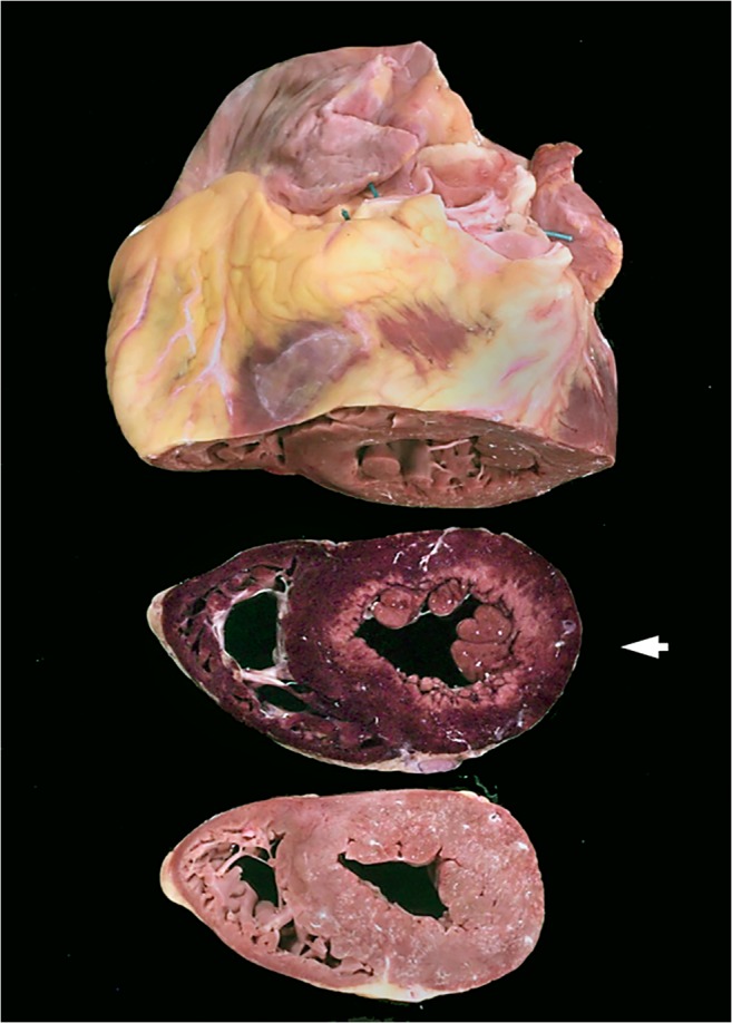 Fig. 5