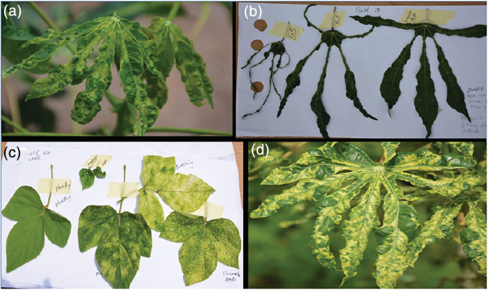 FIGURE 2