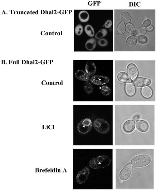 FIG. 5.