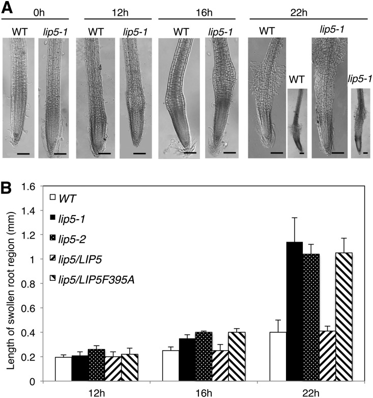 Figure 5.