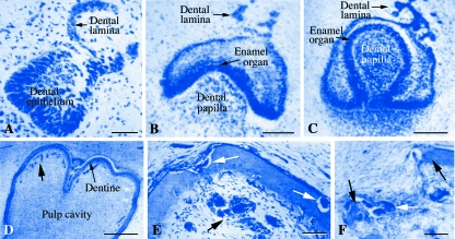 Fig. 11