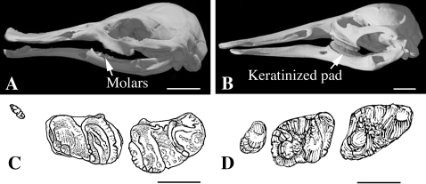 Fig. 13