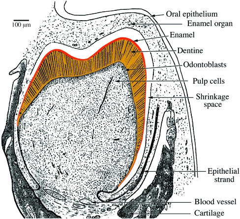 Fig. 12