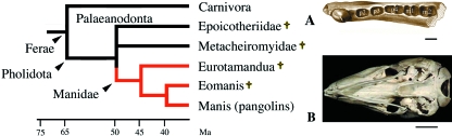 Fig. 9