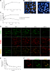 Figure 2. Intracellular trafficking of R-DXd and CDH6. A, Internalization rate of R-DXd in NIH:OVCAR-3 cells. Each value represents the mean and SD of quadruplicate experiments. B, Lysosomal trafficking of R-DXd. NIH:OVCAR-3 cells were treated with pHrodo-labeled R-DXd and Control ADC for 24 hours. pHrodo (orange) works as an acidic pH sensor, allowing discrimination of stages in the endocytosis pathway from early endosome to lysosome. Cells were counterstained with Hoechst 33342 (blue, nuclei). C, CDH6 expression on the cell membrane after R-DXd treatment with/without R-DXd washout. Each value represents the mean and SD of quadruplicate experiments. D, Live-cell imaging of CHO-K1 cells stably expressing human CDH6-eGFP (green) treated with Alexa Fluor 594-conjugated R-DXd (red). E, Quantitative analysis of the live-cell imaging (D). CDH6 area per cell was measured up to 24 hours. Each value represents the mean and SD of triplicate experiments. F, Colocalization of Alexa Fluor 594-conjugated R-DXd (red) and lysosome (stained with LysoTracker; green). The snapshot image was obtained during the live-cell imaging (D) at 15 hours.