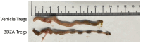 Figure 4—figure supplement 2.