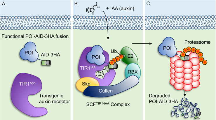 Figure 1.