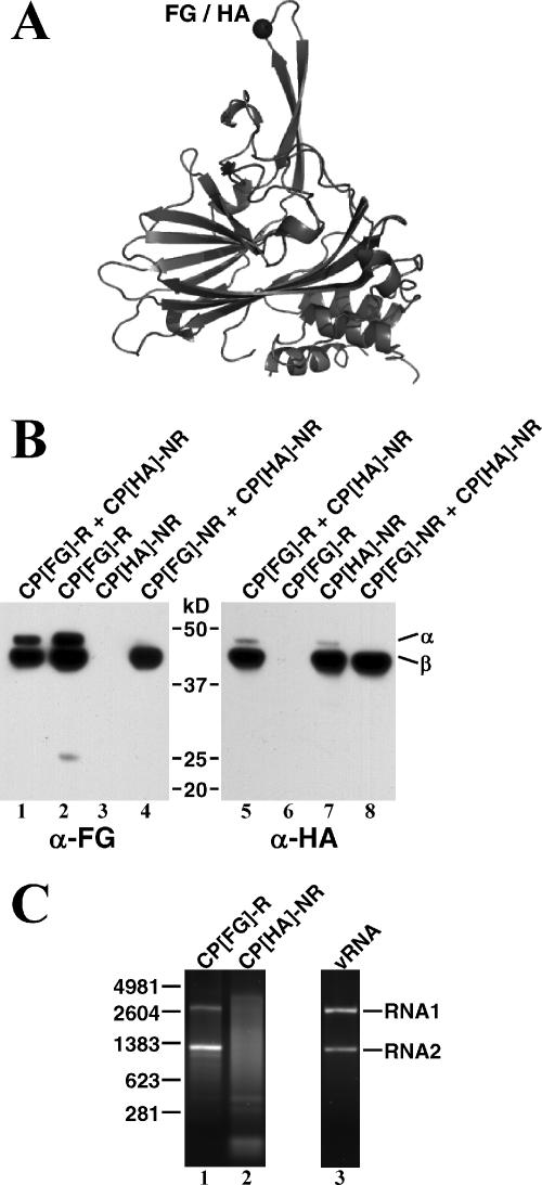 FIG. 2.