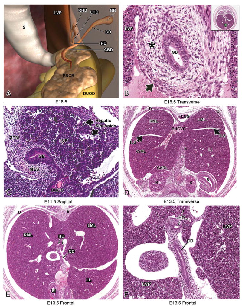 FIGURE 13