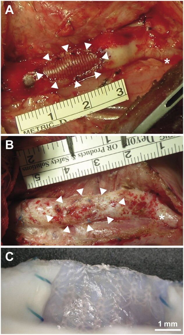 Figure 2: