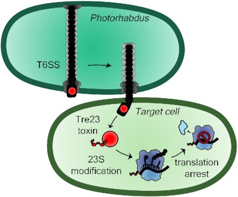 Graphical Abstract