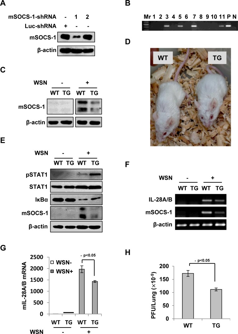 Fig 8