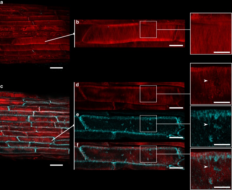 Fig. 8