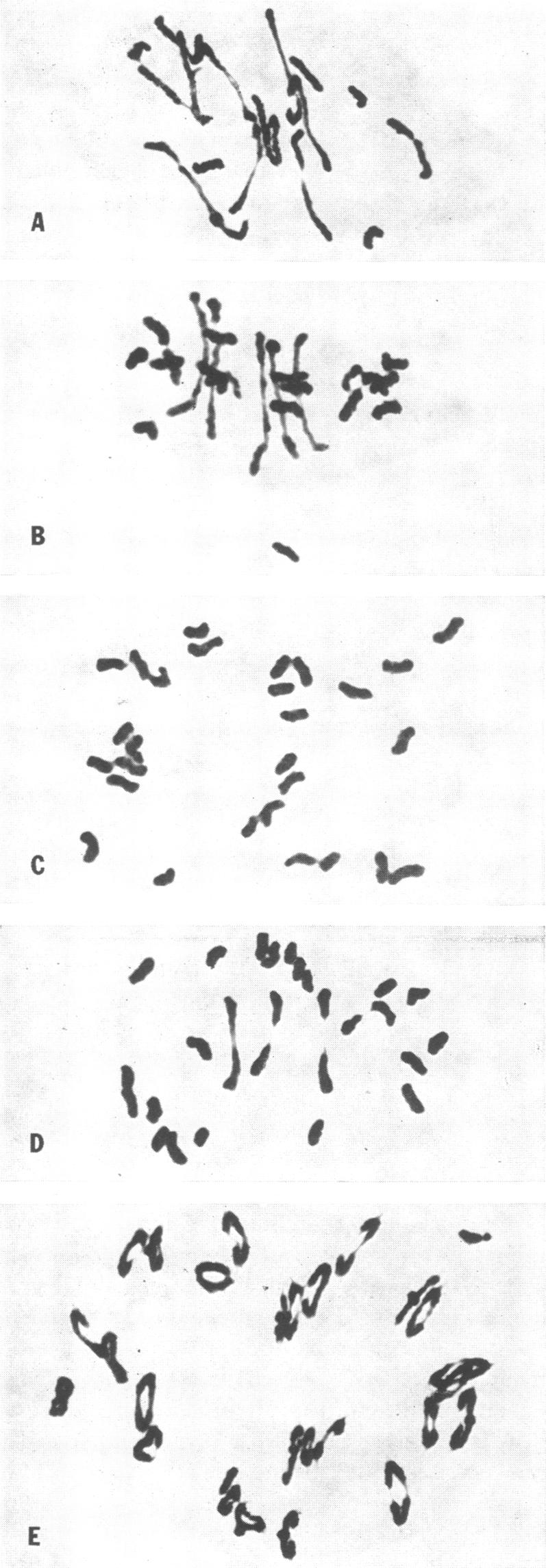 graphic file with name pnas00130-0144-a.jpg