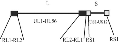 Fig. (1)