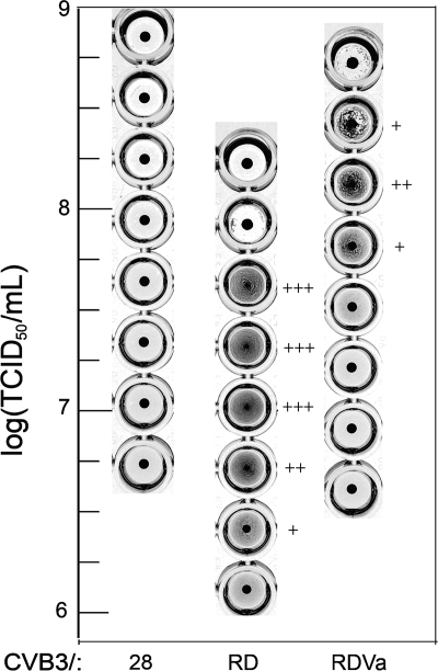 FIG. 2.