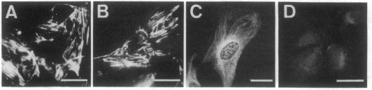 graphic file with name pnas00357-0210-a.jpg