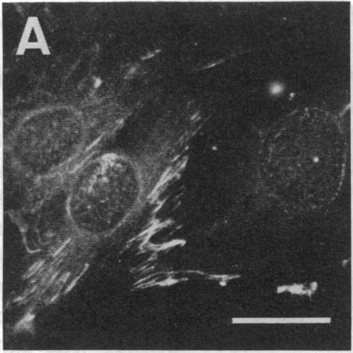 graphic file with name pnas00357-0208-c.jpg