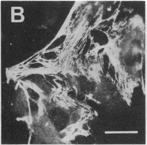 graphic file with name pnas00357-0208-b.jpg