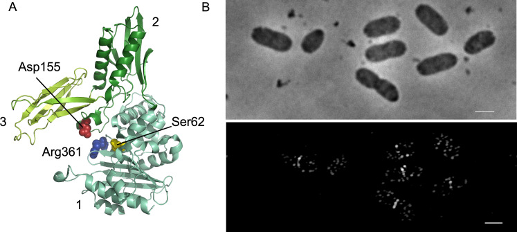 Fig 1