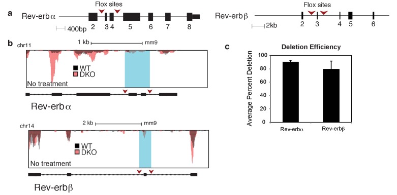 Figure 1—figure supplement 1.