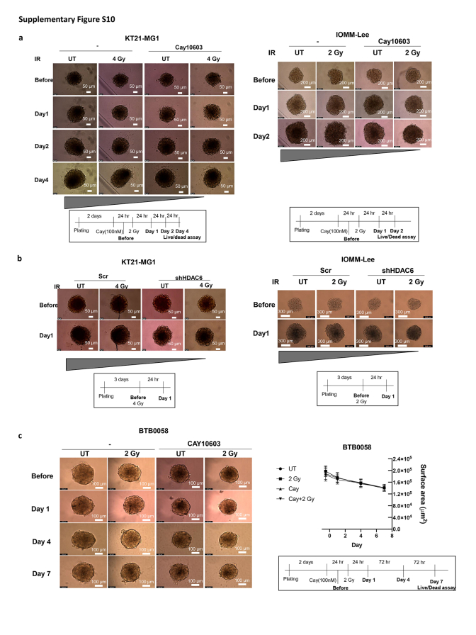 Supplementary Figure S10