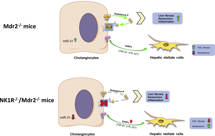 Figure 11