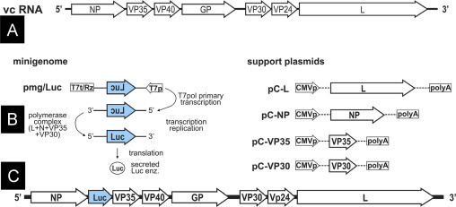 Fig. 24