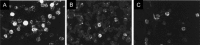 Fig. 11