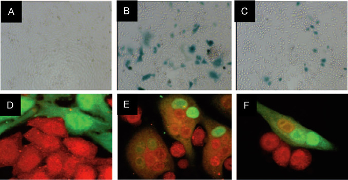 Fig. 15