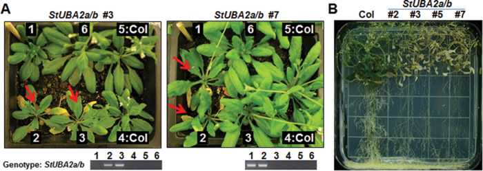 Fig. 3.