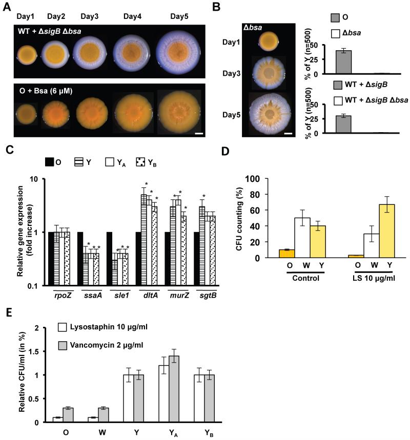 Figure 5