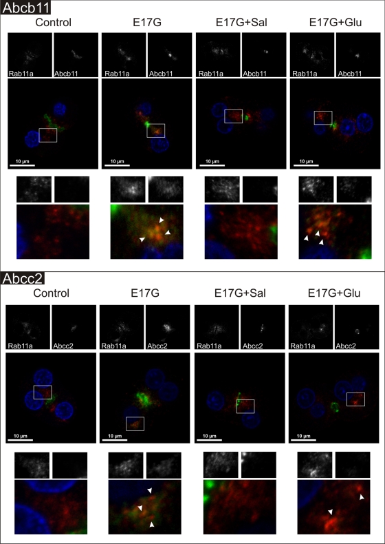 FIGURE 12: