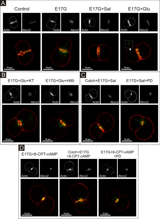 FIGURE 11: